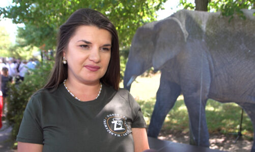 Populacja słoni afrykańskich kurczy się z roku na rok. Ich przyszłość zależy od ochrony w naturze i działań ogrodów zoologicznych